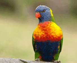 Booderee National Park - Perths Hotel 1