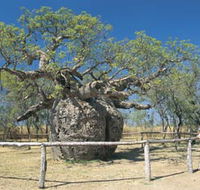 Boab Prison Tree - Perths Hotel