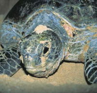 Turtle Nesting Season - Perths Hotel