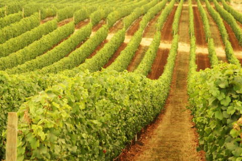 Wignalls Winery - Perths Hotel 0