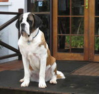 St Bernards Hotel - Perths Hotel