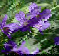 Our Campbelltown - Perths Hotel