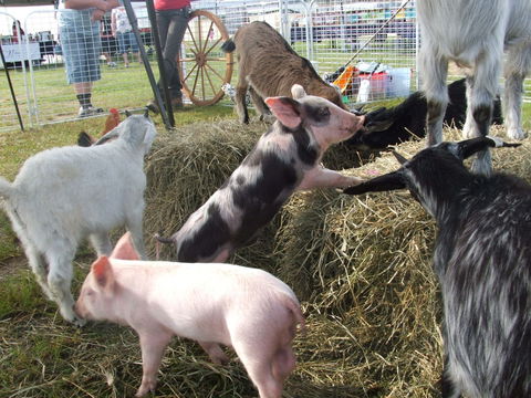 Primex Field Days - Perths Hotel 2