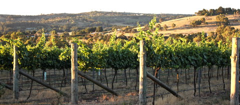 Trivia Night At Contentious Character - Perths Hotel 2