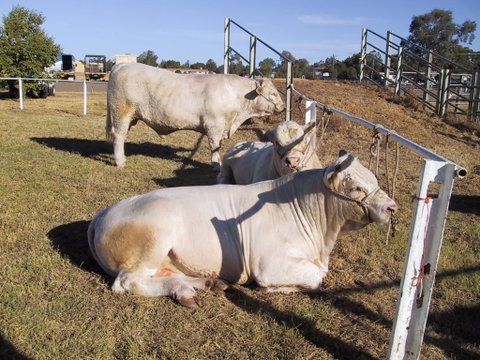 Wee Waa Show - Perths Hotel 2
