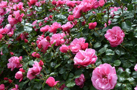 2020 Woolmers Estate Festival Of Roses - Perths Hotel 0