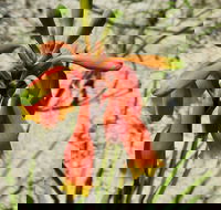 Australian flora past present and future - Perths Hotel