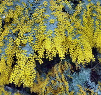 Australian Wattle Day  the Old Bus Depot Markets - Perths Hotel