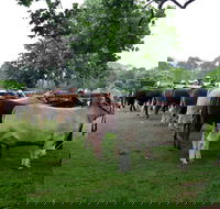 Dorrigo Agricultural Show - Perths Hotel