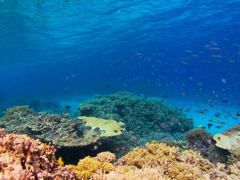 Recovery Of The Great Barrier Reef - Perths Hotel 0