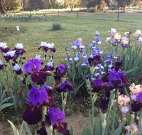 Riverina Iris Farm Open Garden and Iris Display - Perths Hotel