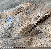 2020 Katherine Bird Festival - Perths Hotel