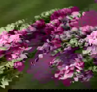 69th Annual Goulburn Lilac City Festival - Perths Hotel