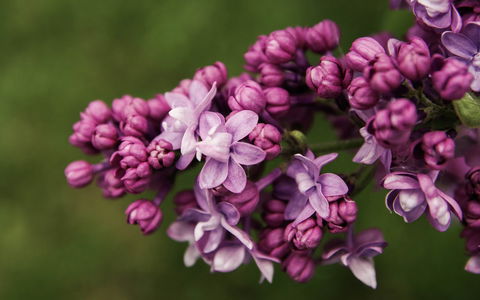 69th Annual Goulburn Lilac City Festival - Perths Hotel 0