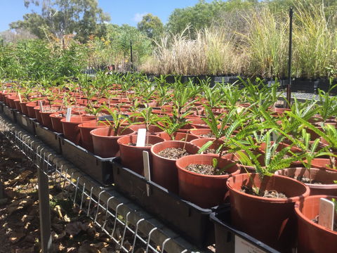 Conservation Volunteers Australia Townsville - Ocean View Nursery - Perths Hotel 2