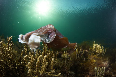 Cuttlefish Diving & Snorkeling EVERYDAY May -August - Perths Hotel 0