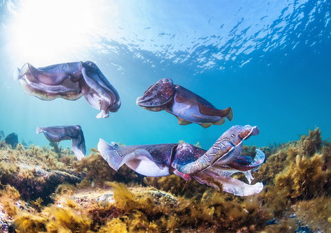 Cuttlefish Diving & Snorkeling EVERYDAY May -August - Perths Hotel 2
