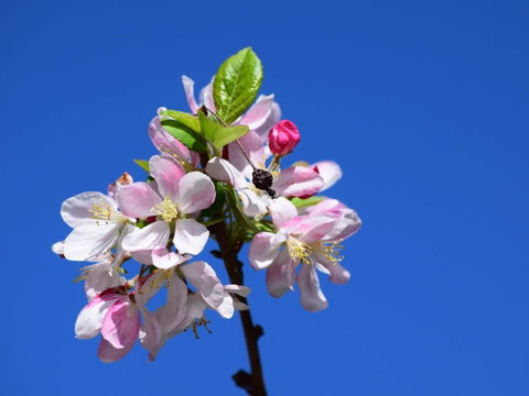 Spring Time At Hunter Valley Gardens - Perths Hotel 0
