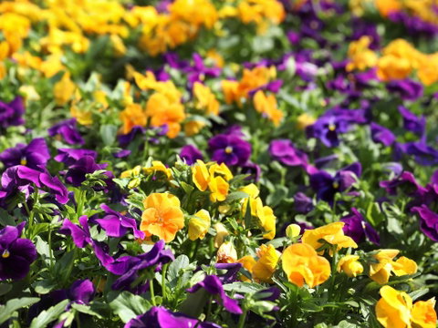 Spring Time At Hunter Valley Gardens - Perths Hotel 2