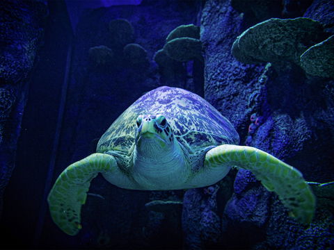 Sydney's Aquarium - Perths Hotel 0