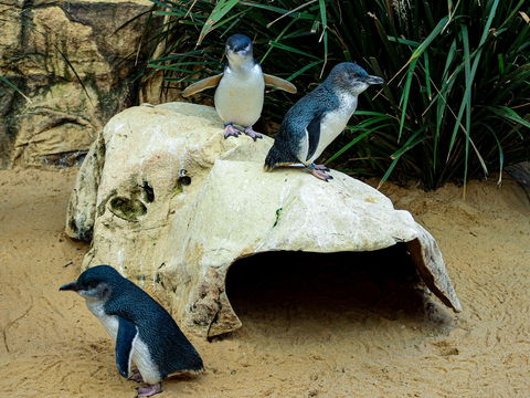 Sydney's Aquarium - Perths Hotel 2