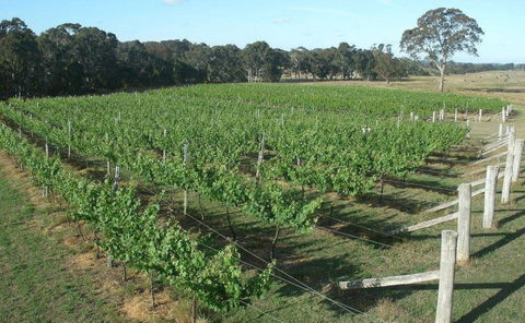 Yarralaw Springs Wines  - Cellar Door Wine Tasting - Perths Hotel 1