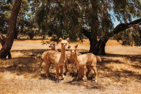 Margaret River Holiday Cottages - Perths Hotel 5