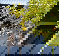 The Lemontree