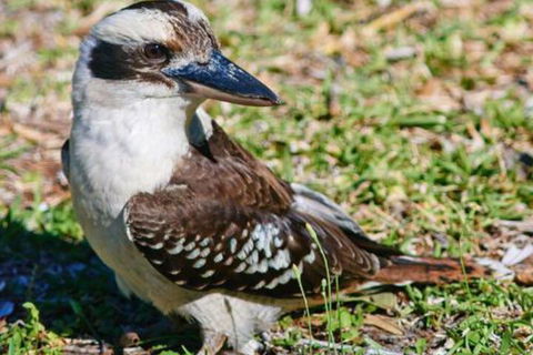 Kookaburras At Smiths - Perths Hotel 5
