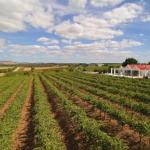 Barossa Valley Lyndoch - Perths Hotel 0