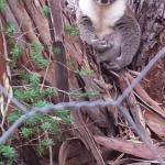 Stringybark Hills Retreat - Perths Hotel 0