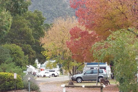 Breeze Holiday Parks - Halls Gap - Perths Hotel 5