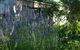 Colonial Cottages Of Ross - thumb 5