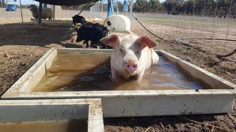 A Better Life Animal Sanctuary FarmStay Private Two Bedrooms Lounge Room & Bathroom & Toilet Shared Kitchen - Perths Hotel 2