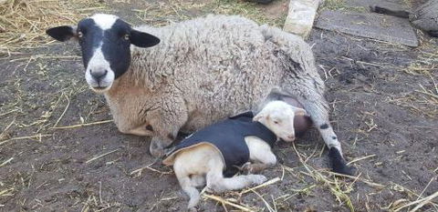 A Better Life Animal Sanctuary FarmStay Private Two Bedrooms Lounge Room & Bathroom & Toilet Shared Kitchen - Perths Hotel 1