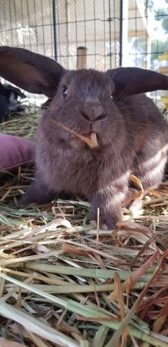 A Better Life Animal Sanctuary FarmStay Private Two Bedrooms Lounge Room & Bathroom & Toilet Shared Kitchen - Perths Hotel 5
