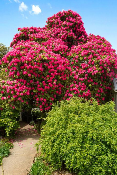 Anabels Of Scottsdale - Perths Hotel 3