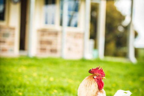 Barossa Vineyard Cottages - Perths Hotel 6