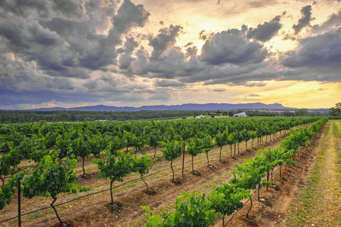 Adina Vineyard - Perths Hotel 3