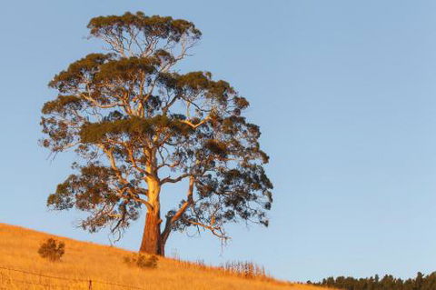 2 Dukes Daylesford - Perths Hotel 5