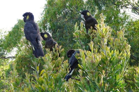 Eagles Rise Tasmania - Perths Hotel 5