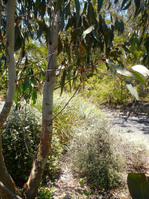 Snowgums In Katoomba - Perths Hotel 6