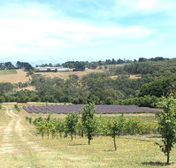 Main Ridge Harvest