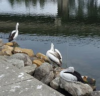 Saltwater Seafoods - Perths Hotel