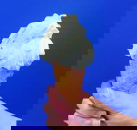 Gelato Papa - Perths Hotel