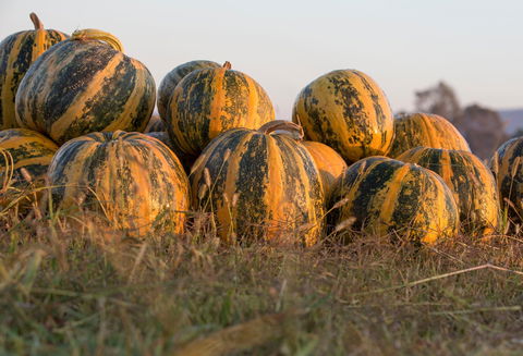 Australian Pumpkin Seed Company - Perths Hotel 0