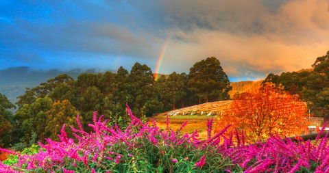 Hartzview Vineyard Heritage Pickers Hut Village - Perths Hotel 2