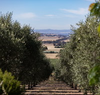 Wollundry Grove Olives - Perths Hotel
