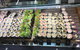 Sushi Bar - Frenchs Forest - thumb 0