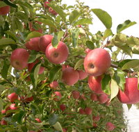 Staples Apples